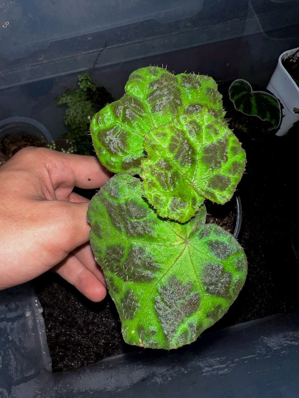 Begonia sp. "Padang Lawas"