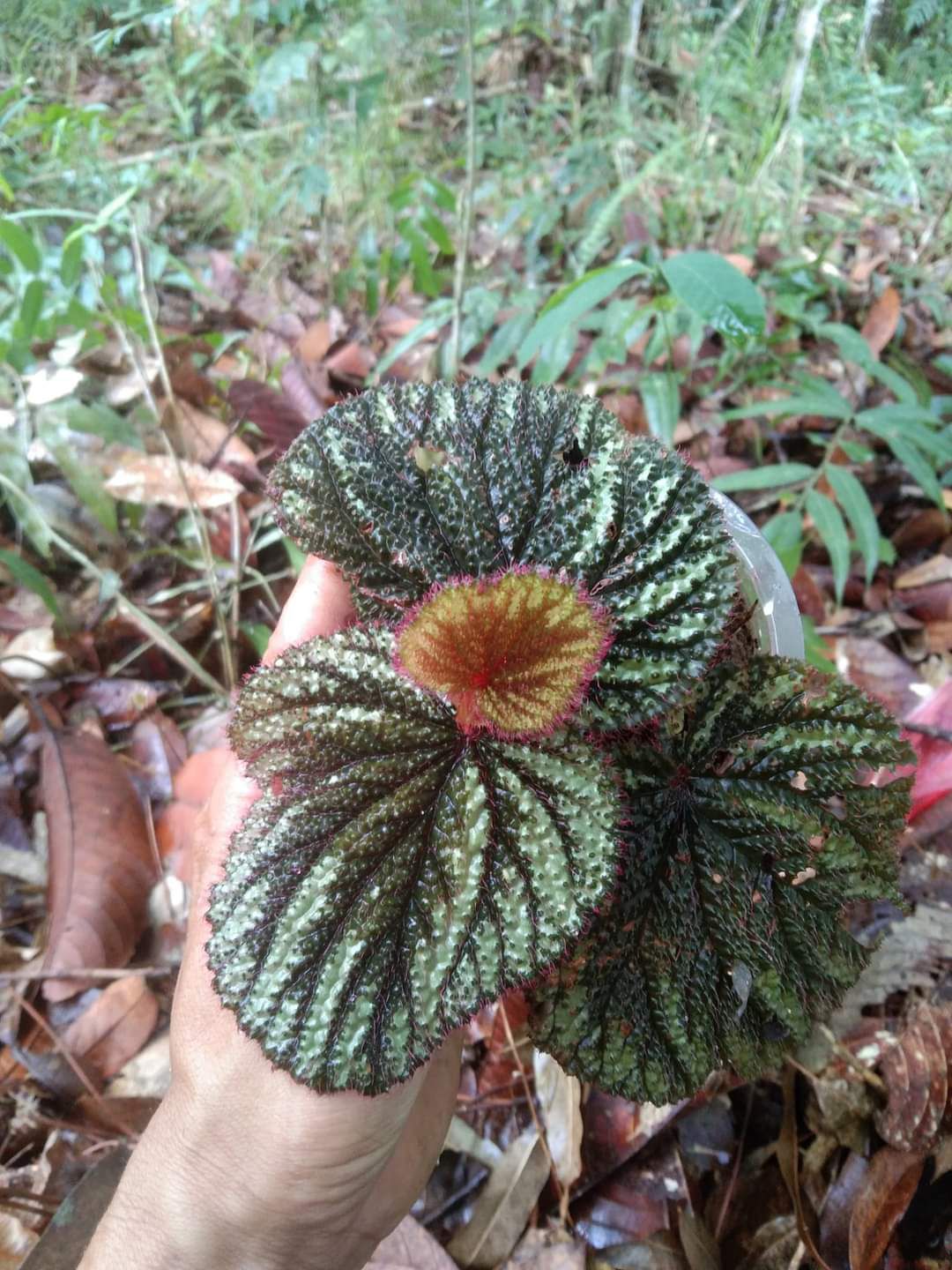Begonia sp. "Biak Brown"