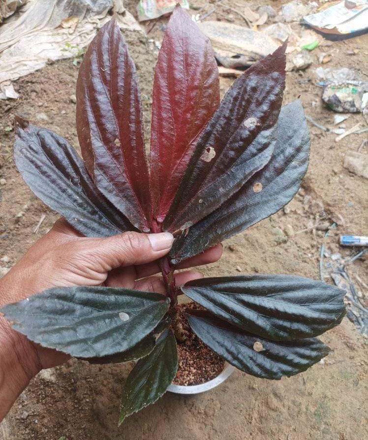 This is Begonia sp. "Kalimantan". The common name for this is Borneo Begonia. Whimsy and Wonder Seeds sells the freshest of rare seeds. Other Common names for this rare plant species are: Green Narrow Begonia, Narrow Leaf Begonia, Slim Begonia, Slimleaf Begonia, Narrow Green Begonia, Slim Green Begonia, Slender Begonia, Narrow Greenleaf Begonia, Slender Green Begonia, Narrow Emerald Begonia, Slender Gem Begonia. Check this Borneo Begonia(Begonia sp. "Kalimantan") out along with all of our other rare and exotics plant seeds here at Whimsy and Wonder Seeds. We ship these rare seeds from Canada to anywhere in the World.