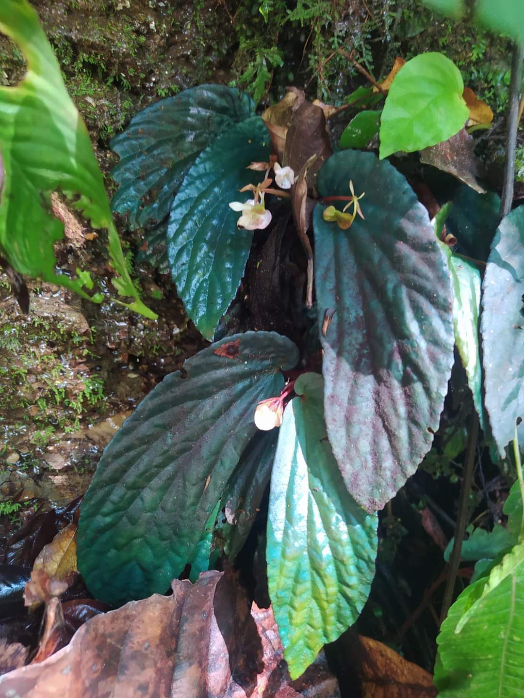 Begonia sp. "Curvyfolia"
