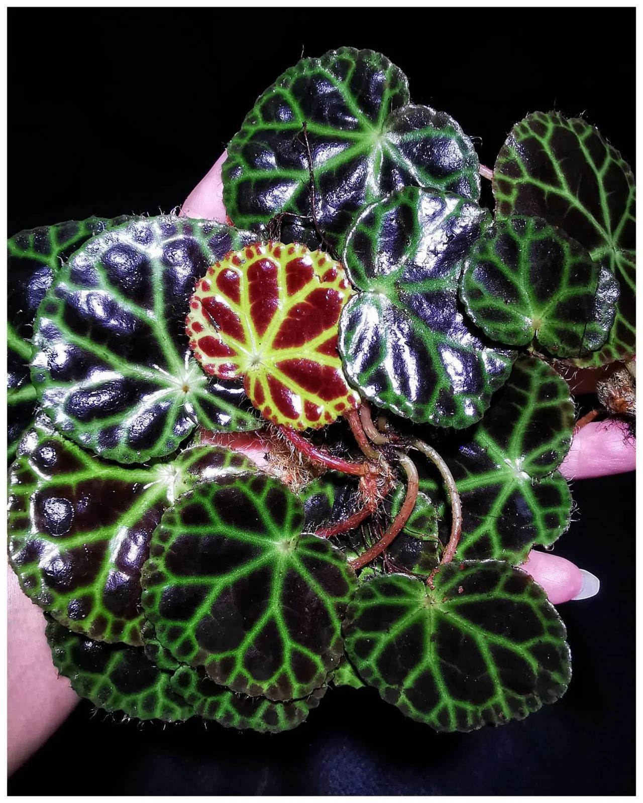 Begonia sp. "Gayo"