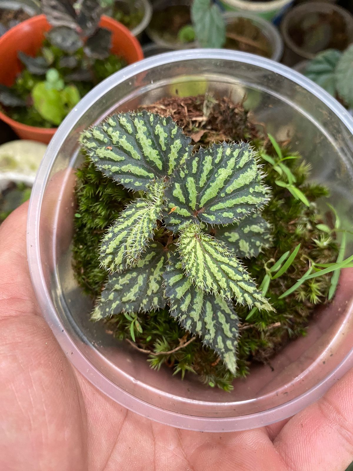 Begonia sp. "Atricha Java"