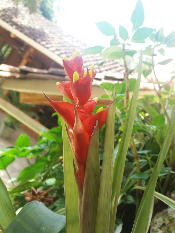 Guzmania donnellsmithii