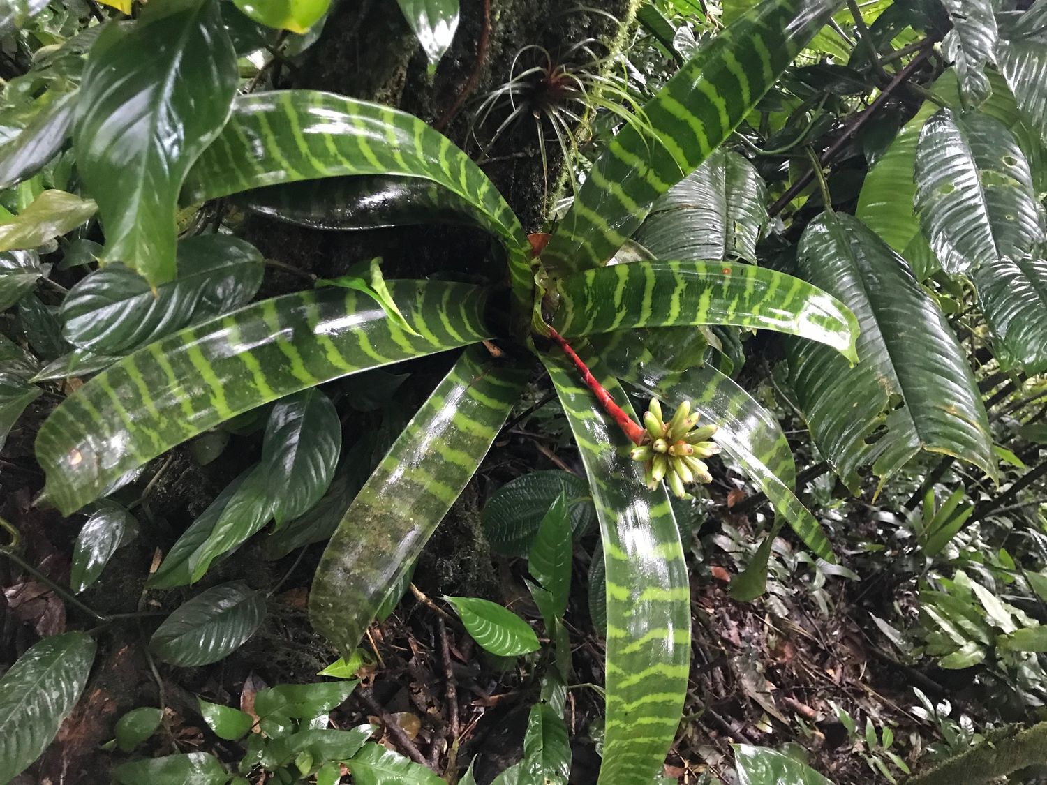 This is Guzmania musaica. The common name for this is Mosaic Urn Bromeliad. Whimsy and Wonder Seeds sells the freshest of rare plant seeds. Other Common names for this rare bromeliad species are:Mosaic Urn Bromeliad, Patterned Urn Plant, Mosaic Guzmania, Speckled Urn Bromeliad, Artistic Urn Bromeliad, Decorative Urn Plant, Colorful Urn Bromeliad, Tropical Mosaic Bromeliad, Exotic Urn Bromeliad, Vibrant Urn Bromeliad, Guzmania Mosaica. Check this Mosaic Urn Bromeliad (Guzmania musaica) out along with all of our other Bromeliad plant seeds here at Whimsy and Wonder Seeds. We ship these Bromeliad plants seeds from Canada to anywhere in the World.