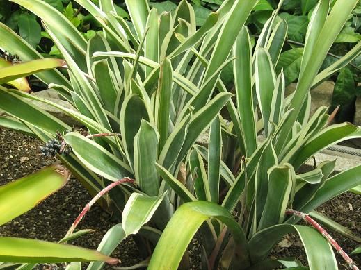 This is Aechmea coelestis &#39;Albomarginata&#39;. The common name for this is Variegated Aechmea Bromeliad. Whimsy and Wonder Seeds sells the freshest of rare plant seeds. Other Common names for this rare bromeliad species are: Variegated Aechmea Bromeliad, Aechmea Striped Bromeliad, Variegated Pineapple Bromeliad, Aechmea Patterned Bromeliad, Striped Aechmea, Painted Aechmea Bromeliad, Speckled Aechmea Bromeliad, Decorative Aechmea Bromeliad, Aechmea Colorful Bromeliad, Aechmea Garden Bromeliad, Aechmea Exotic Bromeliad  Check this Variegated Aechmea Bromeliad (Aechmea coelestis &#39;Albomarginata&#39;) out along with all of our other Bromeliad plant seeds here at Whimsy and Wonder Seeds. We ship these Bromeliad plants seeds from Canada to anywhere in the World.
