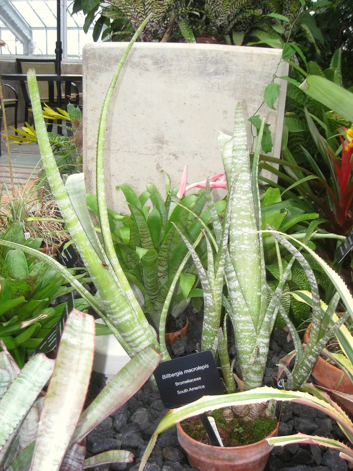 This is Billbergia macrolepis. The common name for this is Caribbean Striped Billbergia. Whimsy and Wonder Seeds sells the freshest of rare plant seeds. Other Common names for this rare bromeliad species are: Caribbean Striped Billbergia, Striped Billbergia, Caribbean Billbergia, Striped Caribbean Bromeliad, Caribbean Urn Plant, Striped Urn Plant, Variegated Billbergia, Striped Bromeliad, Caribbean Variegated Bromeliad, Caribbean Stripe Plant, Striped Urn Bromeliad. Check this Caribbean Striped Billbergia(Billbergia macrolepis) out along with all of our other Bromeliad plant seeds here at Whimsy and Wonder Seeds. We ship these Bromeliad plants seeds from Canada to anywhere in the World.