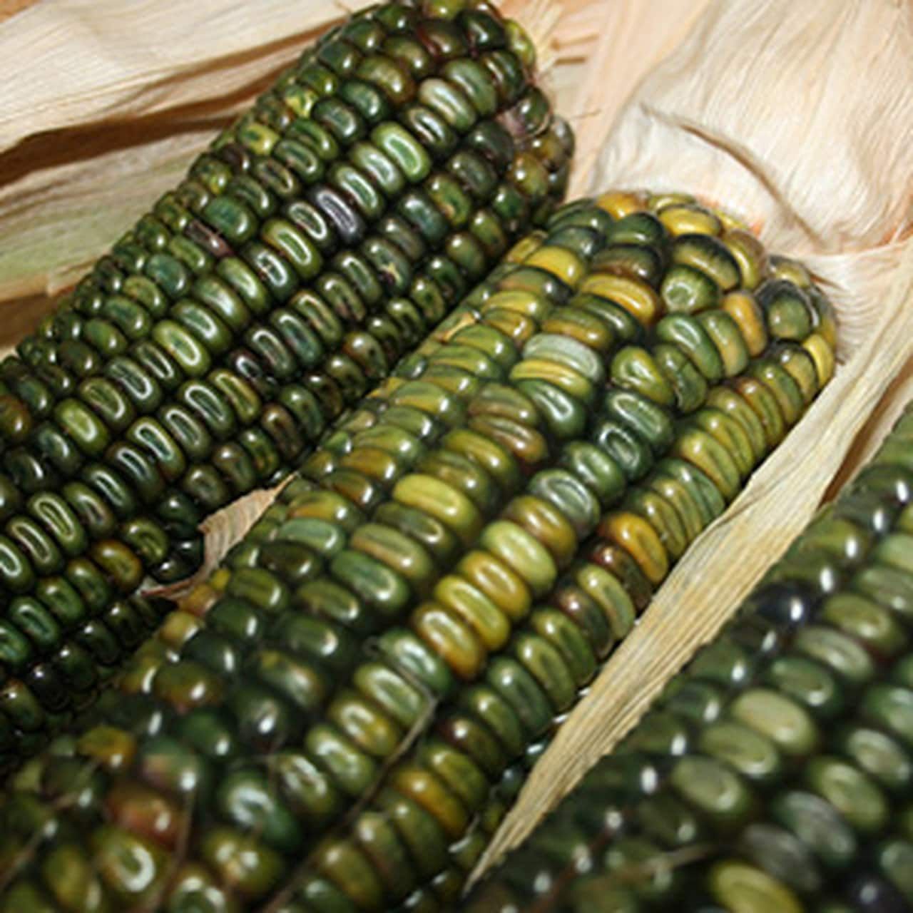 This is Zea mays. The common name for this is Oaxacan Green Dent Corn. Whimsy and Wonder Seeds sells the freshest of heirloom seeds, vegetable seeds and rare garden seeds. Check this Oaxacan Green Dent Corn  (Zea mays) out along with all of our Heirloom vegetables and rare garden plant seeds here at Whimsy and Wonder Seeds. We ship these garden seeds from Canada to anywhere in the World.