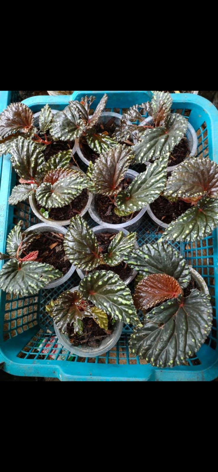 Begonia sp. "Atricha Borneo"