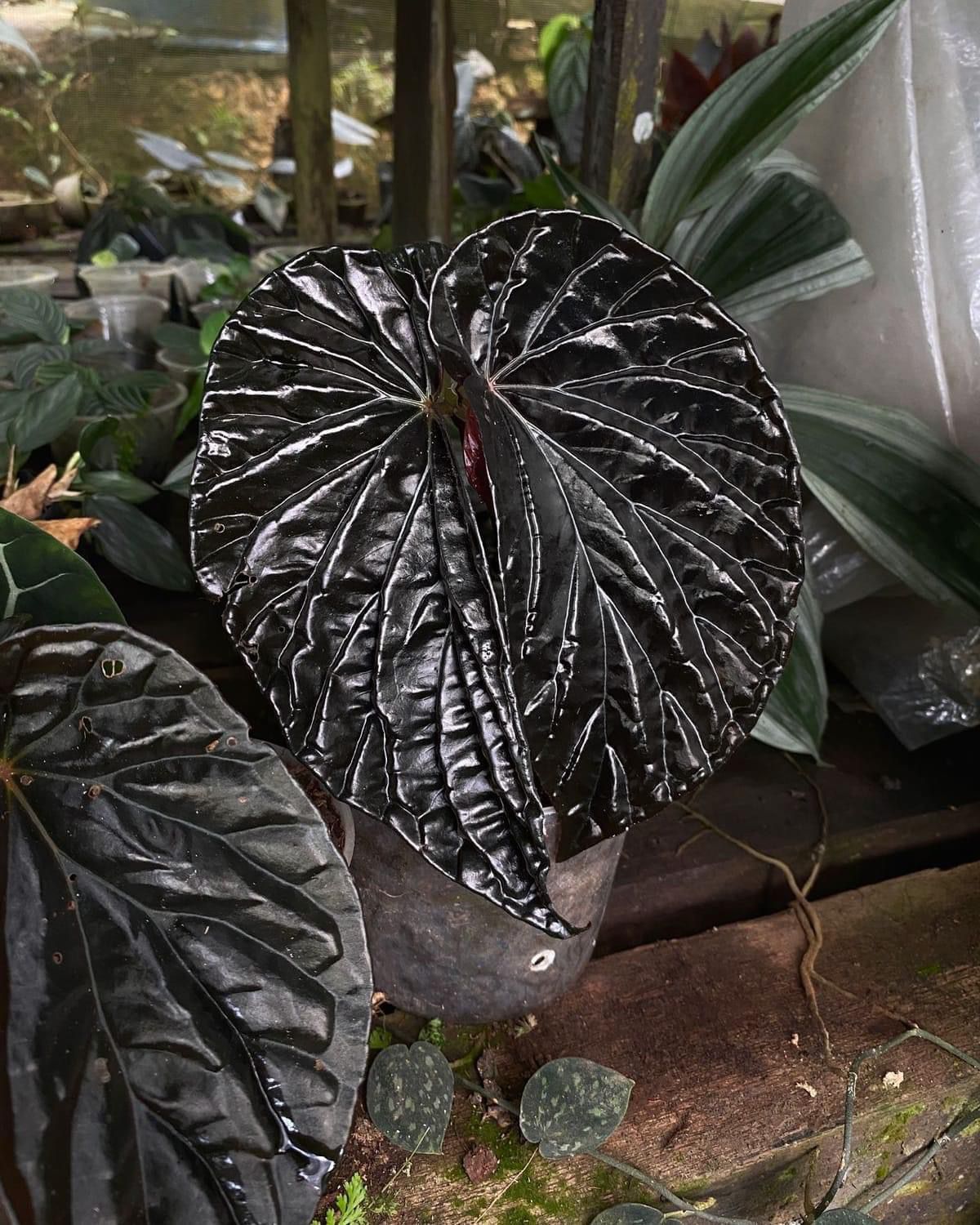 Begonia sp. "Black Blood"