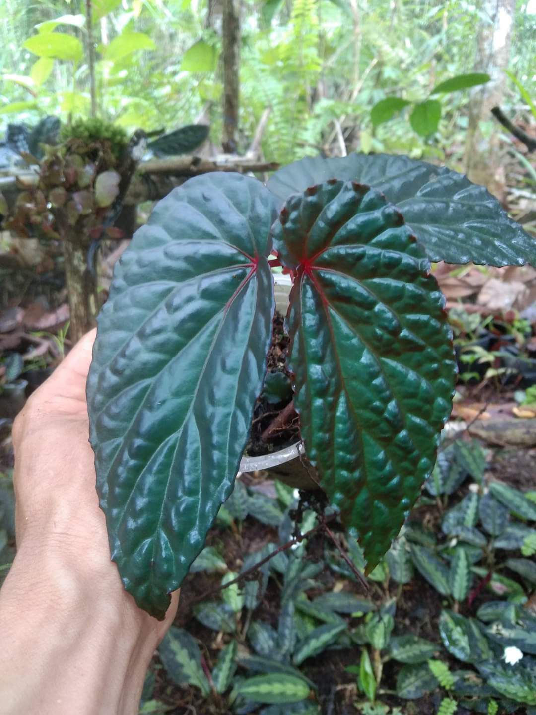 Begonia sp. "Daun hitam Blue"