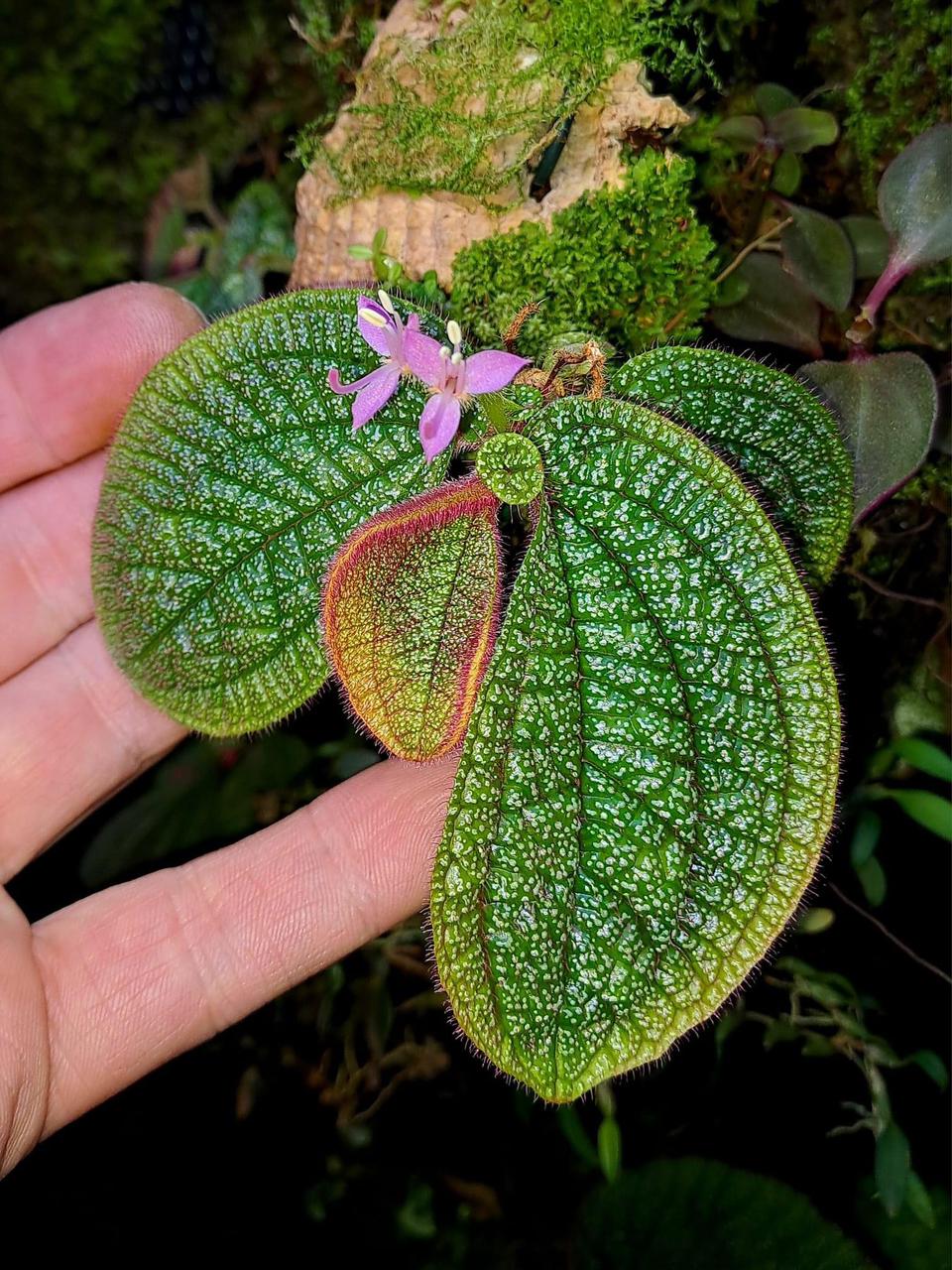 Begonia sp. "Sonerila"