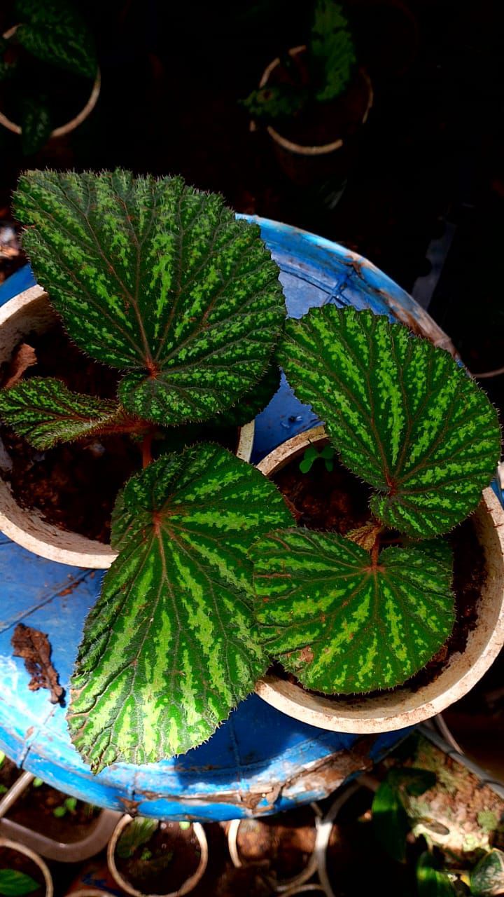 Begonia sp. "Atricha Sumatra"