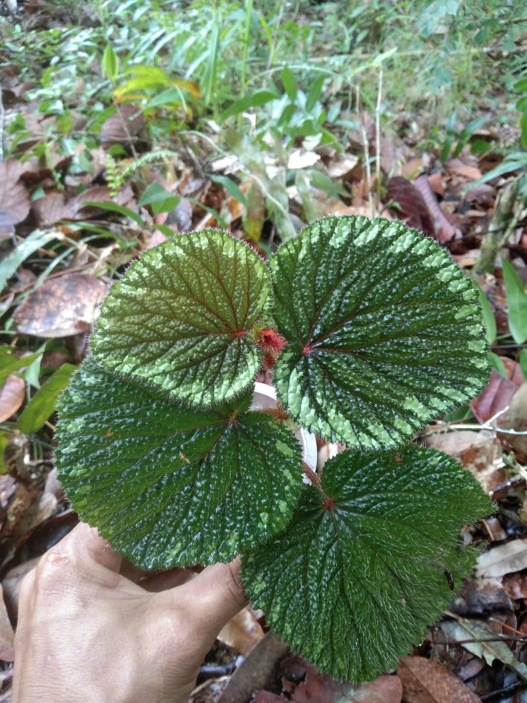 Begonia sp. "Baik Green"