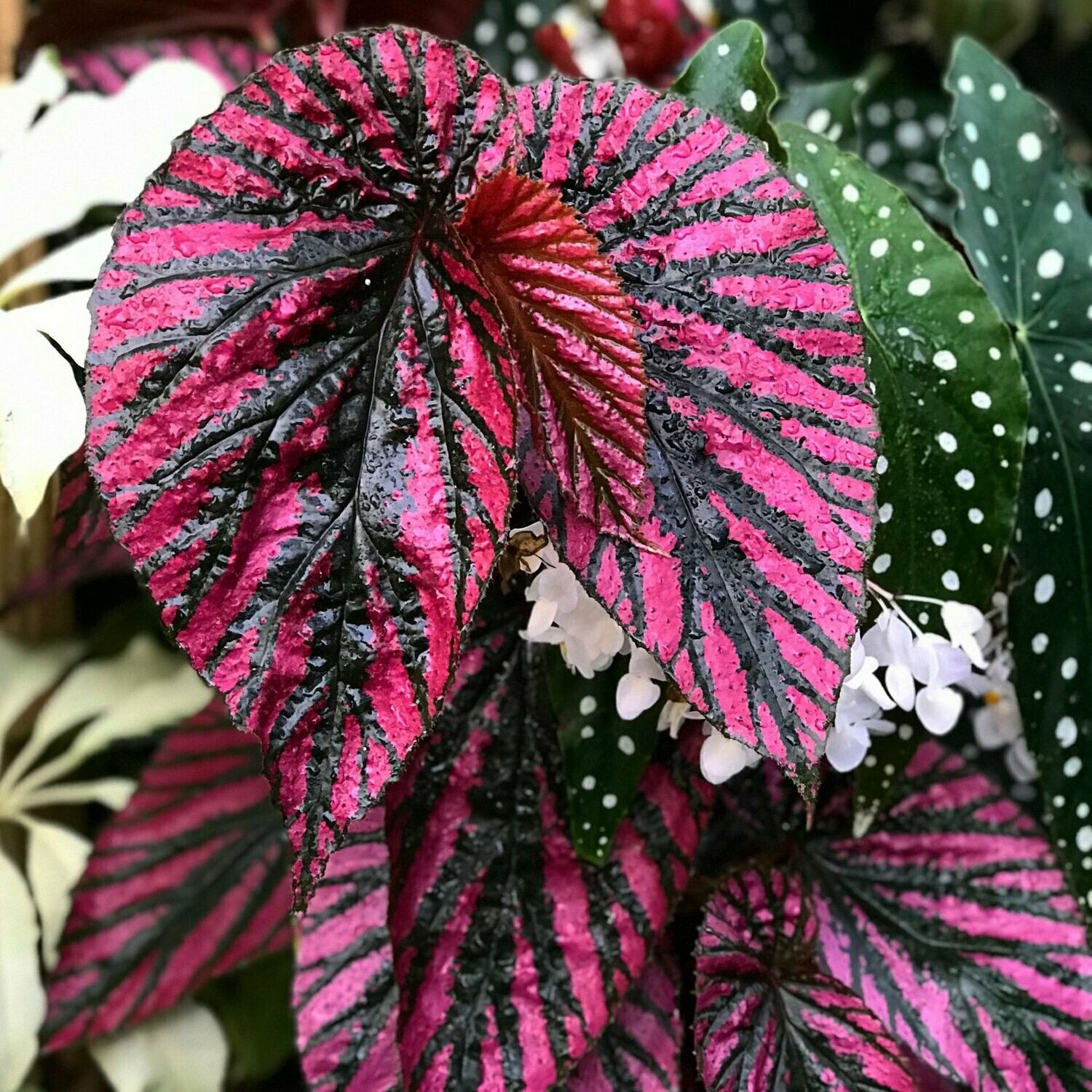 Begonia sp. "Brevirimosa"