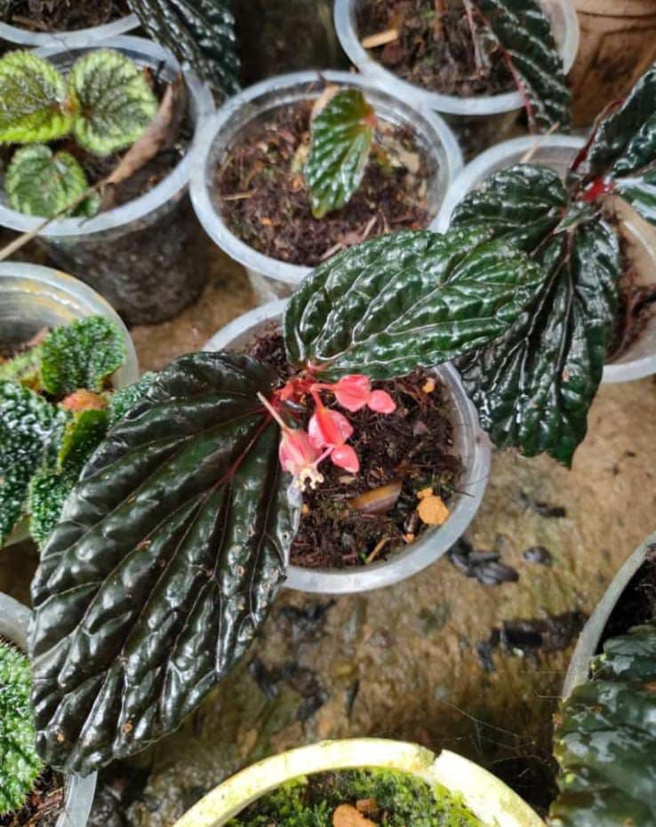 This is Begonia sp. &quot;Daunhitam&quot;. The common name for this is Daun Hitam Begonia. Whimsy and Wonder Seeds sells the freshest of rare seeds. Other Common names for this rare plant species are: Daun Hitam Begonia, Black Leaf Begonia, Dark Leaf Begonia, Black Begonia, Hitam Begonia, Dark Green Begonia, Black Shield Begonia, Dark Shield Begonia, Black Emerald Begonia, Dark Jewel Begonia, Hitam Jewel Begonia. Check this Daun Hitam Begonia (Begonia sp. &quot;Daunhitam&quot;) out along with all of our other rare and exotics plant seeds here at Whimsy and Wonder Seeds. We ship these rare seeds from Canada to anywhere in the World.