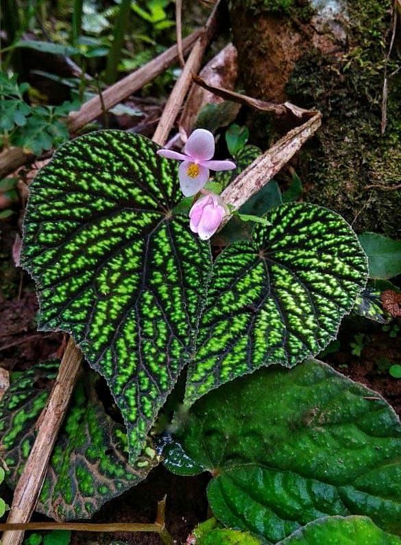 Begonia sp. "Gunung Kedeni"