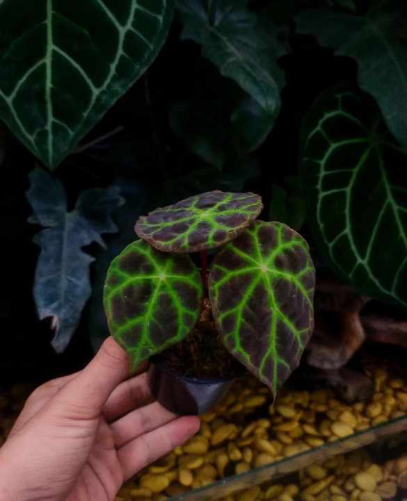 Begonia sp. "Lebuh"