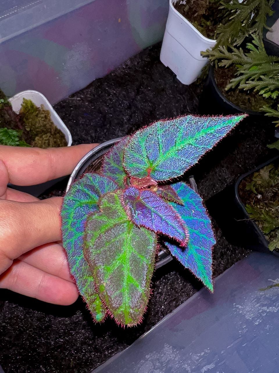 Begonia sp. "Sumatra Blue"