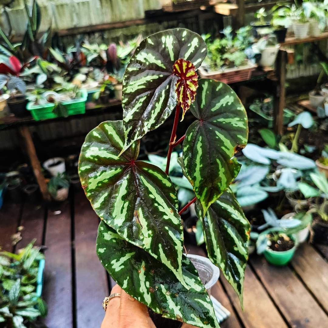 Begonia sp. "Layar"