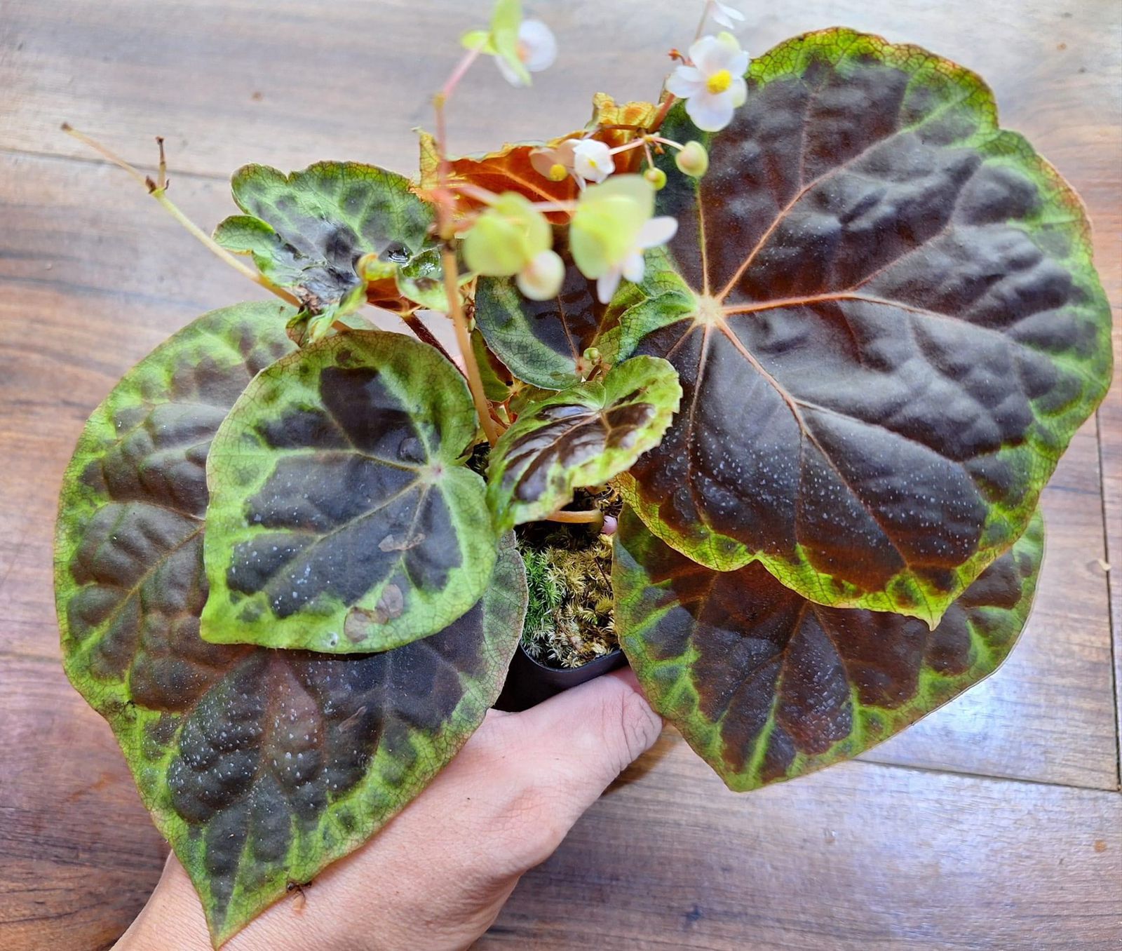 Begonia sp. "Sumatra"