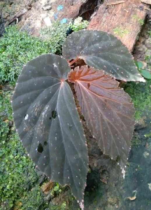 Begonia sp. "Atricha Sumatra Darkform"