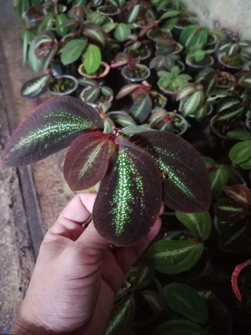 Begonia sonerila sp. "Riau"