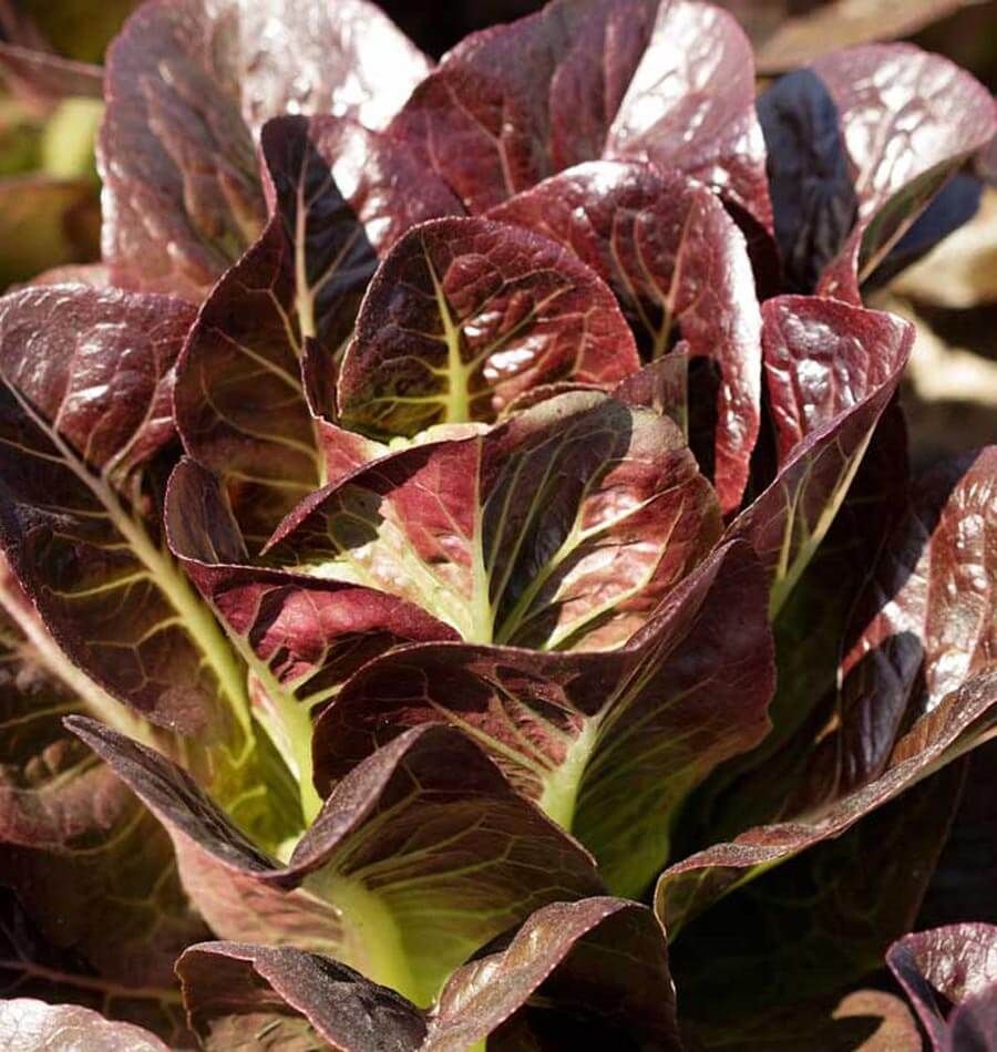 This is Lactuca sativa. The common name for this is Breen Baby Lettuce - Mini Bronze-Red Romaine. Whimsy and Wonder Seeds sells the freshest of heirloom seeds, vegetable seeds and rare garden seeds. Check this Breen Baby Lettuce -  Mini Bronze-Red Romaine (Lactuca sativa) out along with all of our Heirloom vegetables and rare garden plant seeds here at Whimsy and Wonder Seeds. We ship these garden seeds from Canada to anywhere in the World.