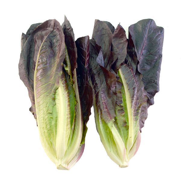 This is Lactuca sativa. The common name for this is Dark Red Romaine Lettuce. Whimsy and Wonder Seeds sells the freshest of heirloom seeds, vegetable seeds and rare garden seeds. Check this Dark Red Romaine Lettuce (Lactuca sativa) out along with all of our Heirloom vegetables and rare garden plant seeds here at Whimsy and Wonder Seeds. We ship these garden seeds from Canada to anywhere in the World.