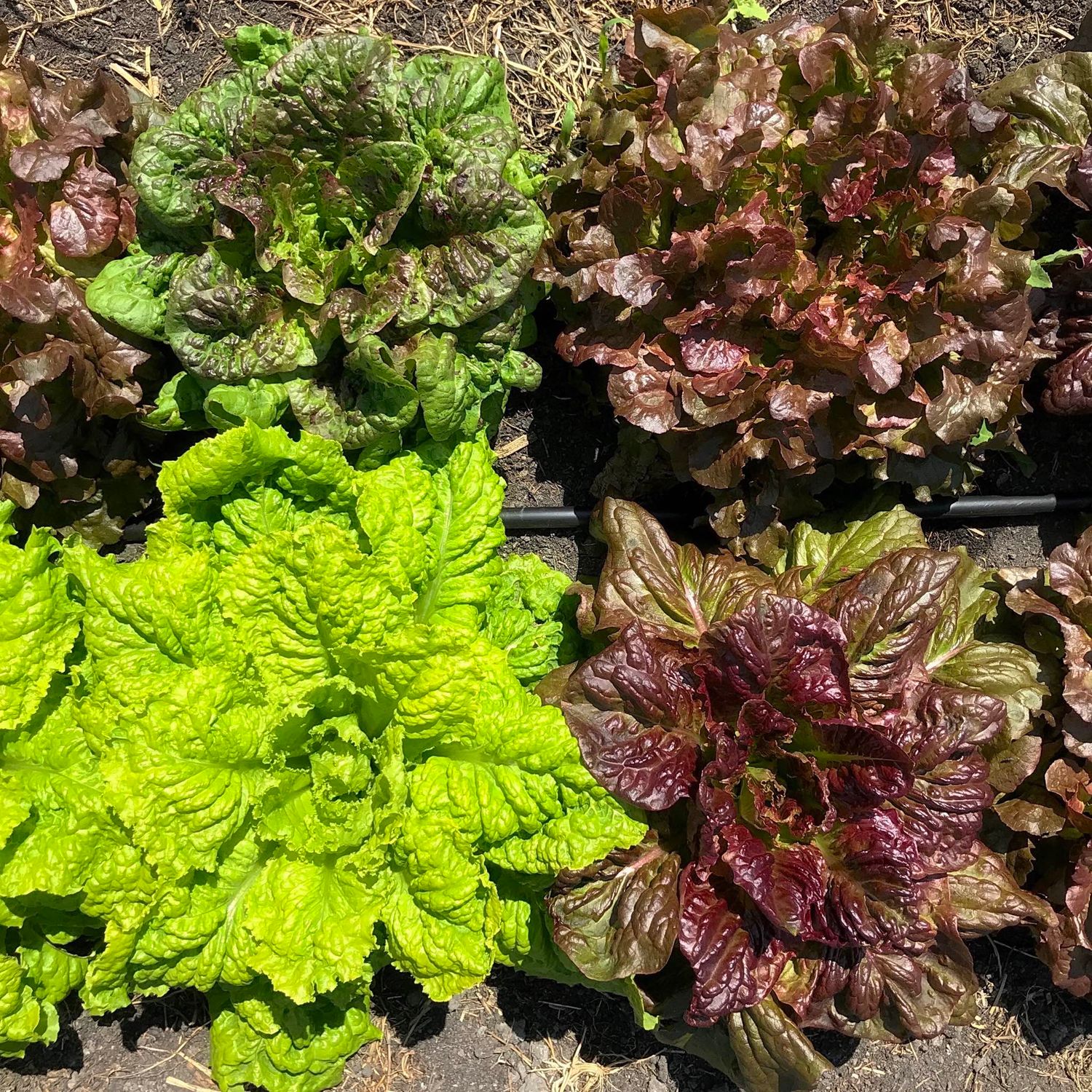 This is Lactuca sativa. The common name for this is Spectral Chromatic Mini Lettuces Mix. Whimsy and Wonder Seeds sells the freshest of heirloom seeds, vegetable seeds and rare garden seeds. Check this Spectral Chromatic Mini Lettuces Mix (Lactuca sativa) out along with all of our Heirloom vegetables and rare garden plant seeds here at Whimsy and Wonder Seeds. We ship these garden seeds from Canada to anywhere in the World.
