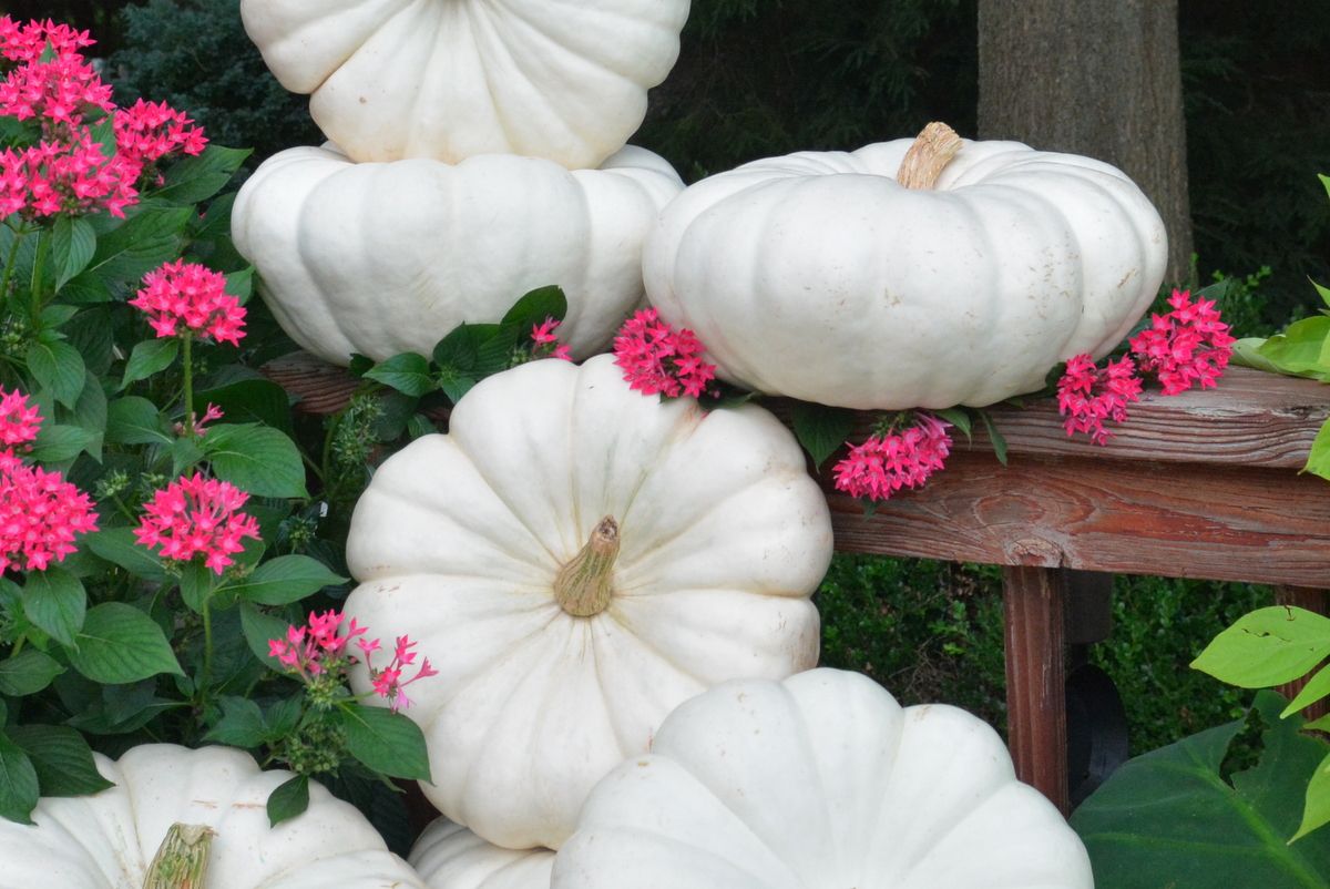 This is Cucurbita maxima. The common name for this is Flat Stacker White Pumpkin. Whimsy and Wonder Seeds sells the freshest of heirloom seeds, vegetable seeds and rare garden seeds. Check this Flat Stacker White Pumpkin (Cucurbita maxima) out along with all of our Heirloom vegetables and rare garden plant seeds here at Whimsy and Wonder Seeds. We ship these garden seeds from Canada to anywhere in the World.