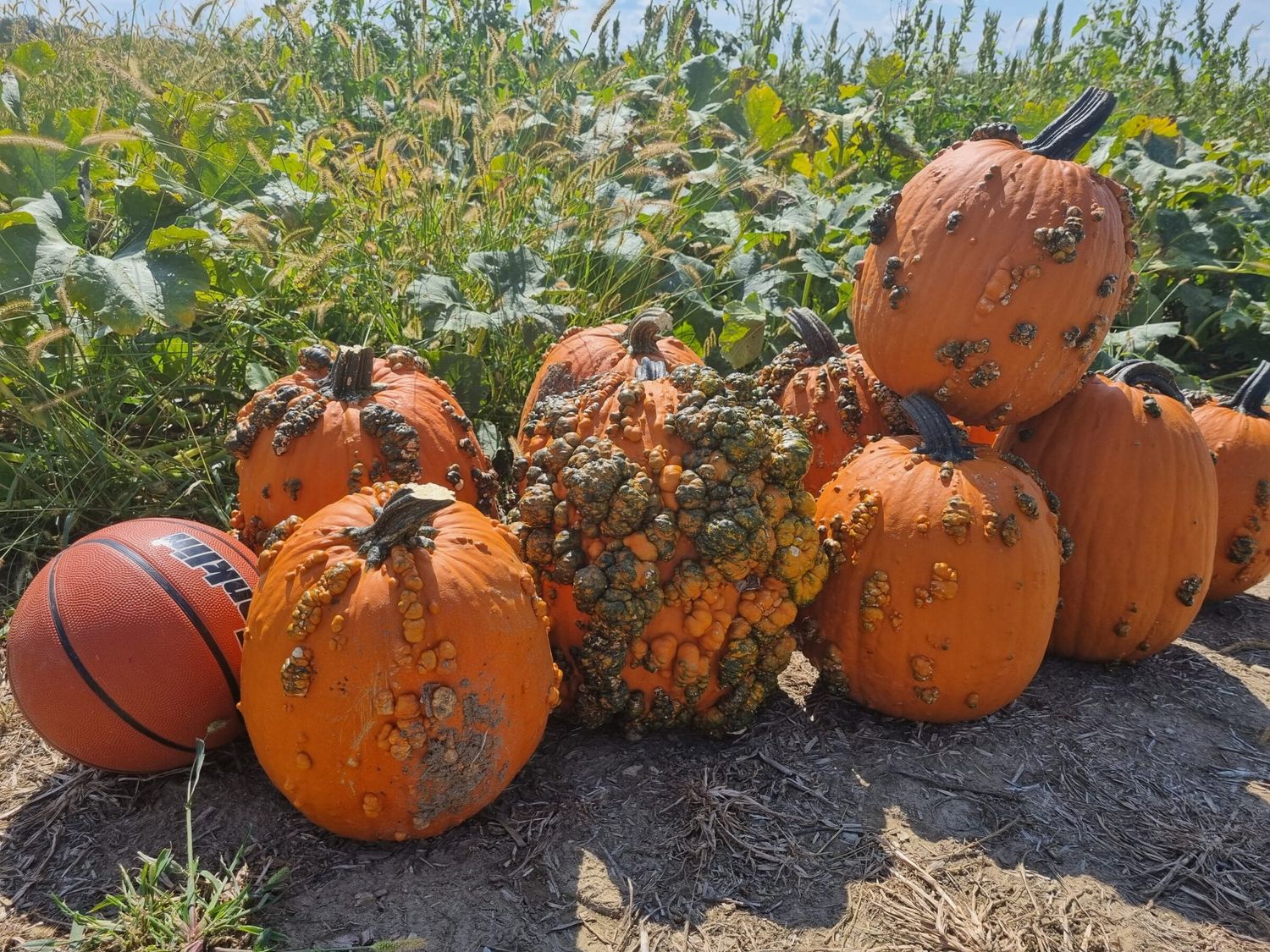 This is Cucurbita pepo. The common name for this is Scarface Pumpkin. Whimsy and Wonder Seeds sells the freshest of heirloom seeds, vegetable seeds and rare garden seeds. Check this Scarface Pumpkin (Cucurbita pepo) out along with all of our Heirloom vegetables and rare garden plant seeds here at Whimsy and Wonder Seeds. We ship these garden seeds from Canada to anywhere in the World.
