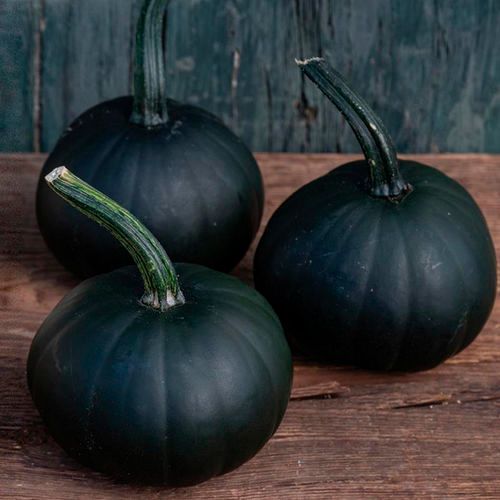 This is Cucurbita pepo. The common name for this is Black Bear Pumpkin. Whimsy and Wonder Seeds sells the freshest of heirloom seeds, vegetable seeds and rare garden seeds. Check this Black Bear Pumpkin (Cucurbita pepo) out along with all of our Heirloom vegetables and rare garden plant seeds here at Whimsy and Wonder Seeds. We ship these garden seeds from Canada to anywhere in the World.
