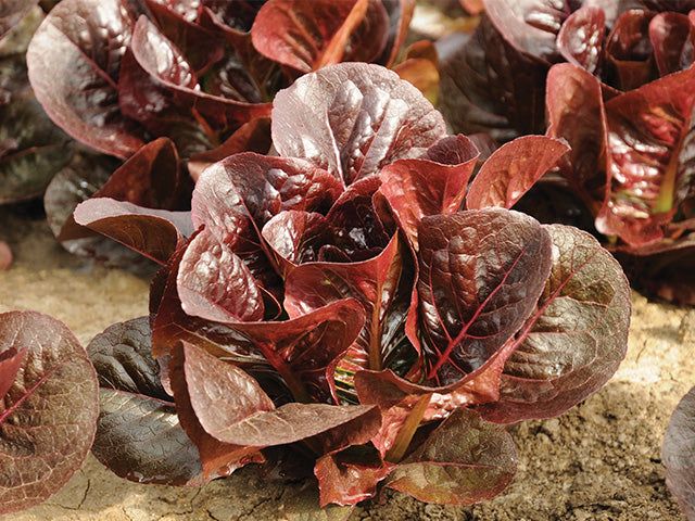 Truchas Baby Lettuce - Mini Dark Purple Romaine This is Lactuca sativa 'Truchas'. The common name for this is Truchas Baby Lettuce - Mini Dark Purple Romaine. Whimsy and Wonder Seeds sells the freshest of heirloom seeds, vegetable seeds and rare garden seeds. Check Truchas Baby Lettuce - Mini Dark Purple Romaine (Lactuca sativa 'Truchas') out along with all of our Heirloom vegetables and rare garden plant seeds here at Whimsy and Wonder Seeds. We ship these garden seeds from Canada to anywhere in the World.