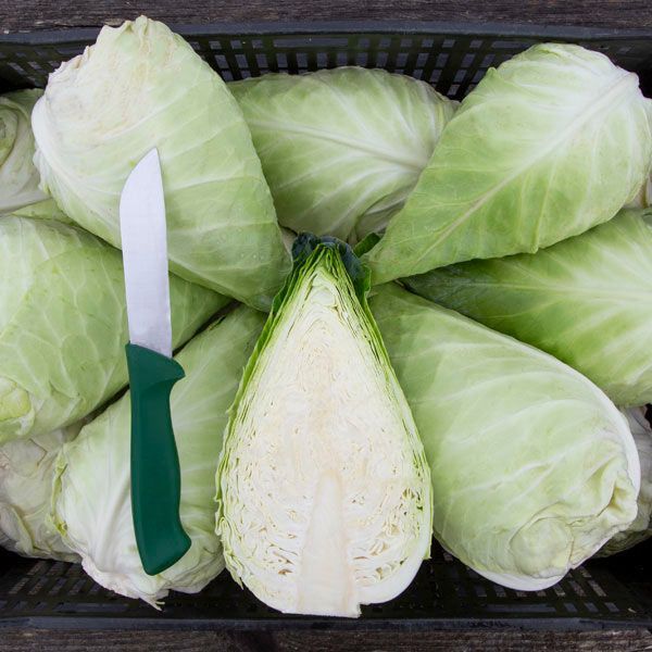 This is Brassica oleracea var. capitata. The common name for this is Caraflex Pointed Cabbage. Whimsy and Wonder Seeds sells the freshest of heirloom seeds, vegetable seeds and rare garden seeds. Check Caraflex Pointed Cabbage (Brassica oleracea var. capitata) out along with all of our Heirloom vegetables and rare garden plant seeds here at Whimsy and Wonder Seeds. We ship these garden seeds from Canada to anywhere in the World.