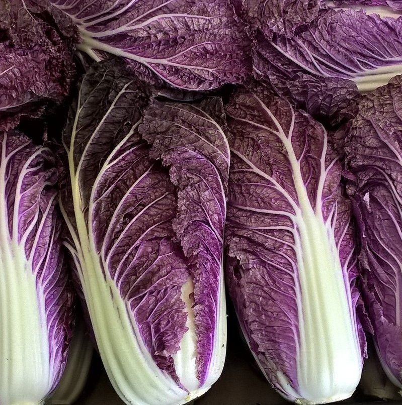 Merlot Cabbage - Lavander Nappa Cabbage This is Brassica rapa var. pekinensis. The common name for this is Merlot Cabbage - Lavander Nappa Cabbage. Whimsy and Wonder Seeds sells the freshest of heirloom seeds, vegetable seeds and rare garden seeds. Check Merlot Cabbage - Lavander Nappa Cabbage (Brassica rapa var. pekinensis) out along with all of our Heirloom vegetables and rare garden plant seeds here at Whimsy and Wonder Seeds. We ship these garden seeds from Canada to anywhere in the World.