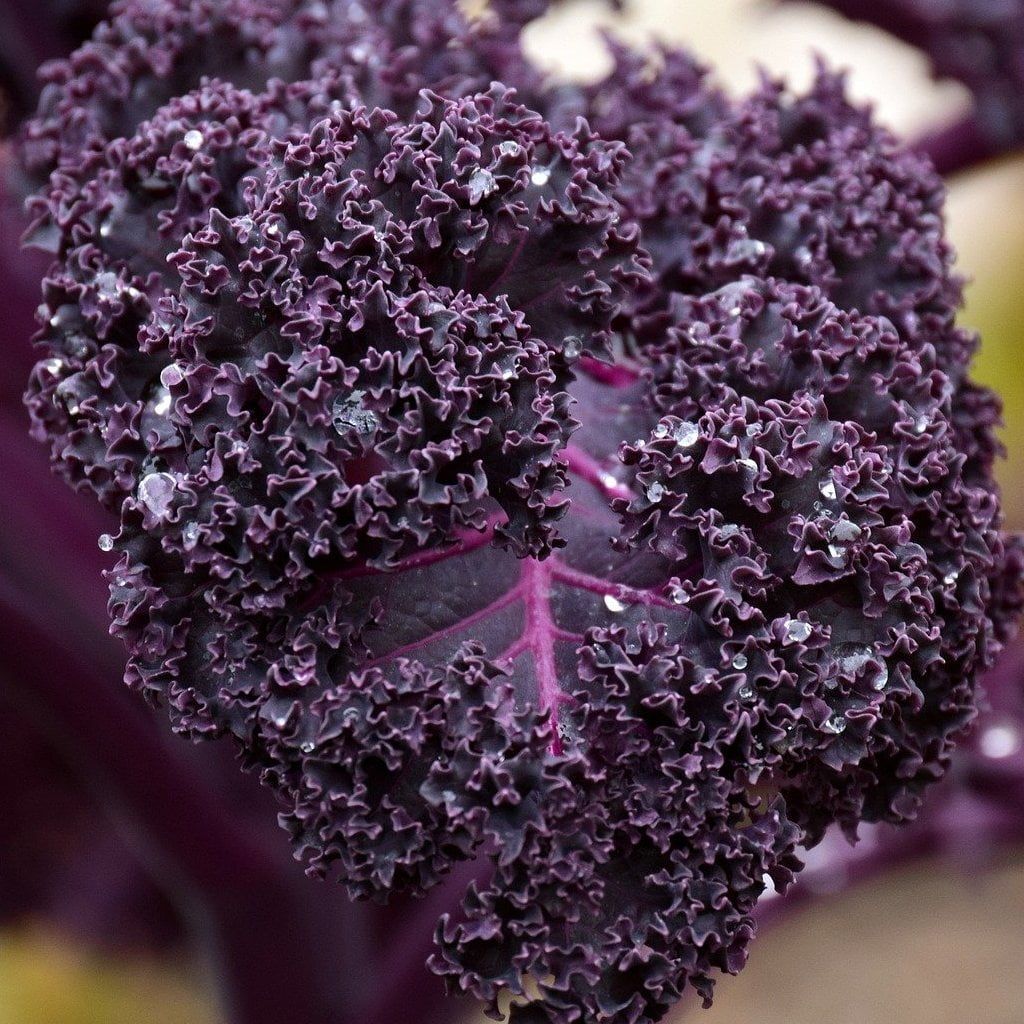 This is Brassica oleracea var. sabellica. The common name for this is Scarlet Kale. Whimsy and Wonder Seeds sells the freshest of heirloom seeds, vegetable seeds and rare garden seeds.  The other common name for this Heirloom Vegetable and Rare Finds are: Ornamental Kale Crane Red: Crane Red, Redbor Kale, Scarlet Kale, Red Plume Kale, Red Frills Kale Check Brassica oleracea var. sabellica (Momordica charantia) out along with all of our Heirloom vegetables and rare garden plant seeds here at Whimsy and Wonder Seeds. We ship these garden seeds from Canada to anywhere in the World.