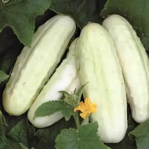This is Cucumis sativus. The common name for this is Miniature White Cucumber. Whimsy and Wonder Seeds sells the freshest of heirloom seeds, vegetable seeds and rare garden seeds. Check Miniature White Cucumber (Cucumis sativus) out along with all of our Heirloom vegetables and rare garden plant seeds here at Whimsy and Wonder Seeds. We ship these garden seeds from Canada to anywhere in the World.