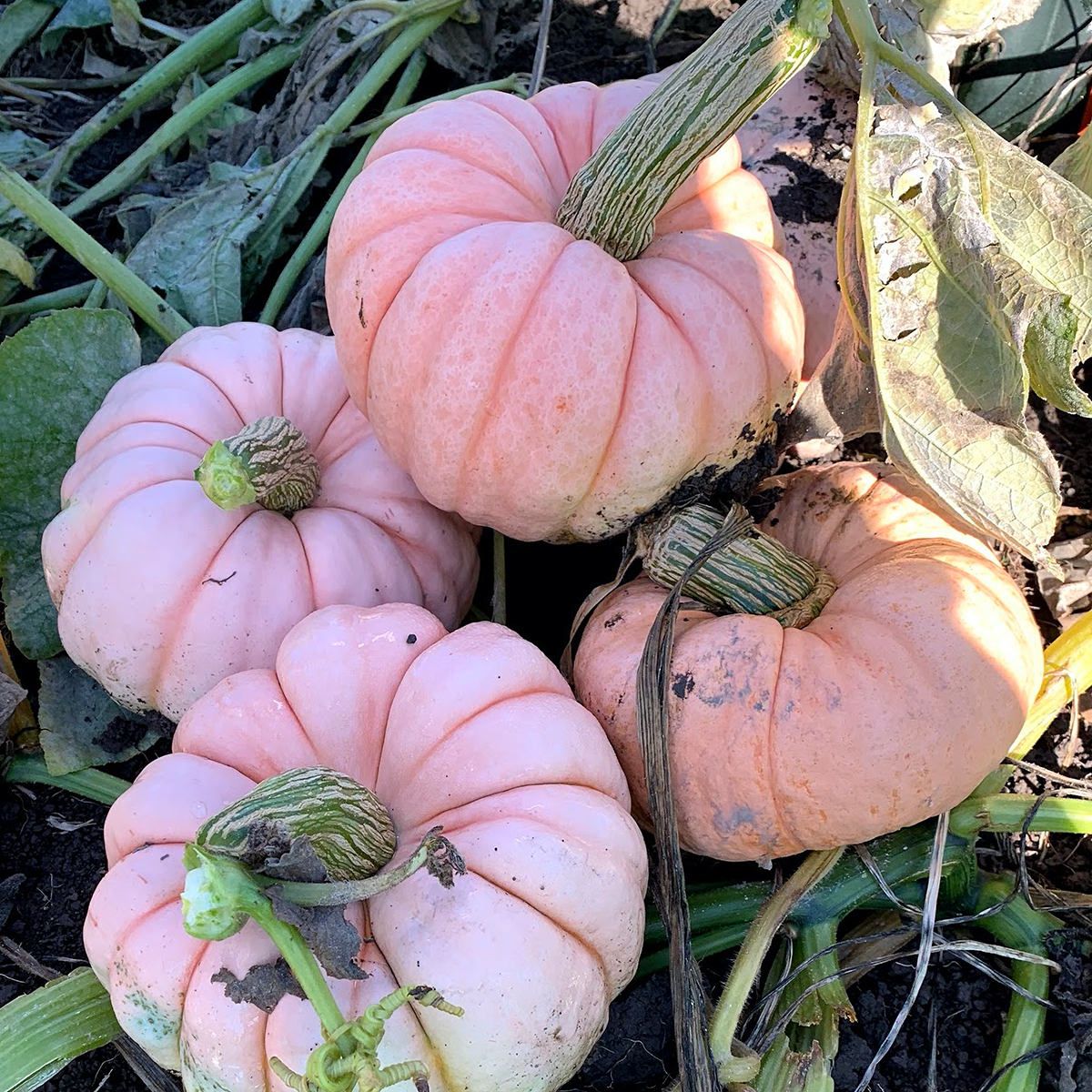 This is Cucurbita maxima. The common name for this is Porcelain Pink Princess Pumpkin. Whimsy and Wonder Seeds sells the freshest of heirloom seeds, vegetable seeds and rare garden seeds. Check this Porcelain Pink Princess Pumpkin (Cucurbita maxima) out along with all of our Heirloom vegetables and rare garden plant seeds hereat Whimsy and Wonder Seeds. We ship these garden seeds from Canada to anywhere in the World.