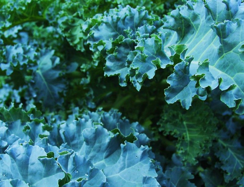 This is Brassica oleracea. The common name for this is Blue Curled Scotch Kale. Whimsy and Wonder Seeds sells the freshest of heirloom seeds, vegetable seeds and rare garden seeds. Check Blue Curled Scotch Kale (Brassica oleracea) out along with all of our Heirloom vegetables and rare garden plant seeds here at Whimsy and Wonder Seeds. We ship these garden seeds from Canada to anywhere in the World.