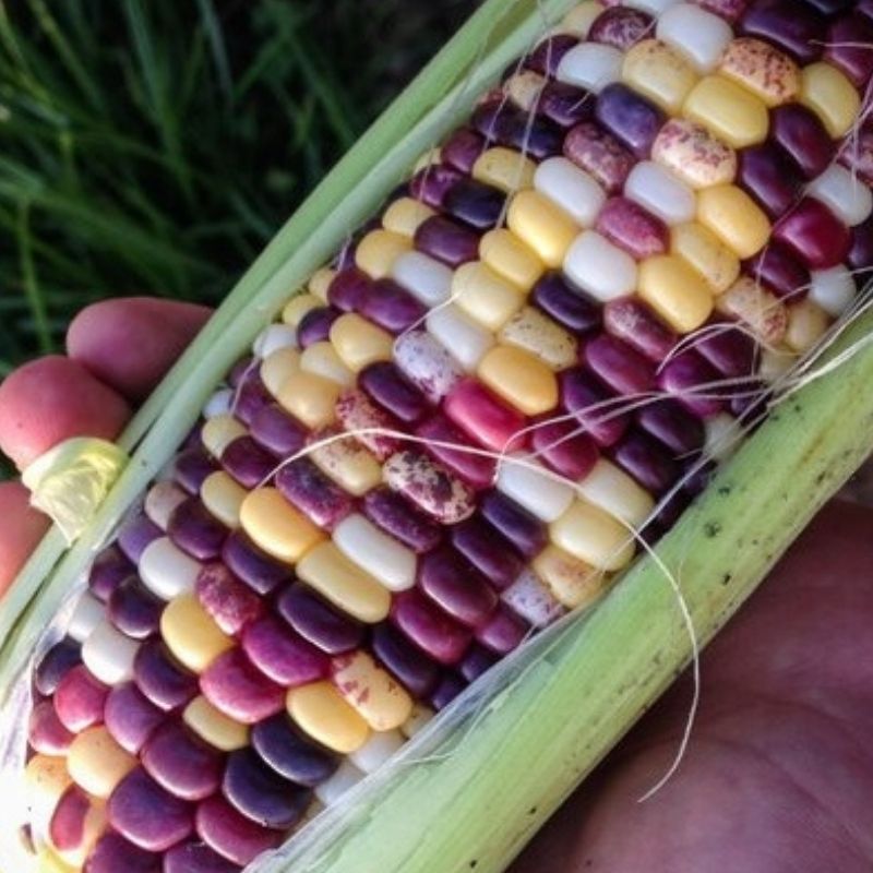 This is Zea mays. The common name for this is Festivity Sweet Corn. Whimsy and Wonder Seeds sells the freshest of heirloom seeds, vegetable seeds and rare garden seeds. Check Festivity Sweet Corn (Zea mays) out along with all of our Heirloom vegetables and rare garden plant seeds here at Whimsy and Wonder Seeds. We ship these garden seeds from Canada to anywhere in the World.