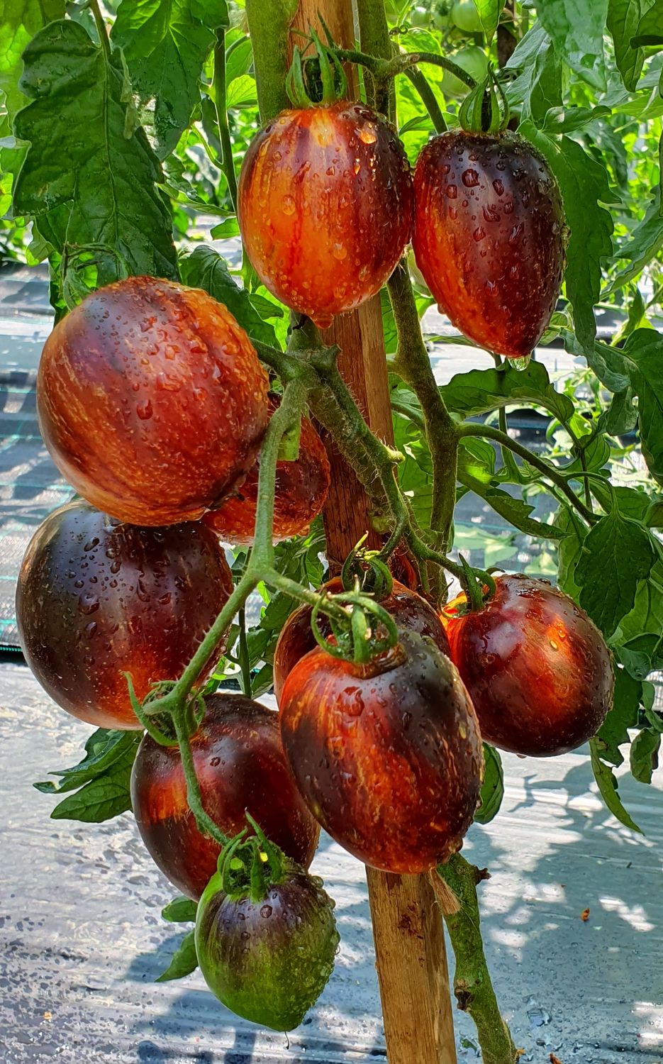 This is Solanum lycopersicum. The common name for this is Gargamel Tomato. Whimsy and Wonder Seeds sells the freshest of heirloom seeds, vegetable seeds and rare garden seeds. Check Dancing with Gargamel Tomato (Solanum lycopersicum) out along with all of our Heirloom vegetables and rare garden plant seeds here at Whimsy and Wonder Seeds. We ship these garden seeds from Canada to anywhere in the World.
