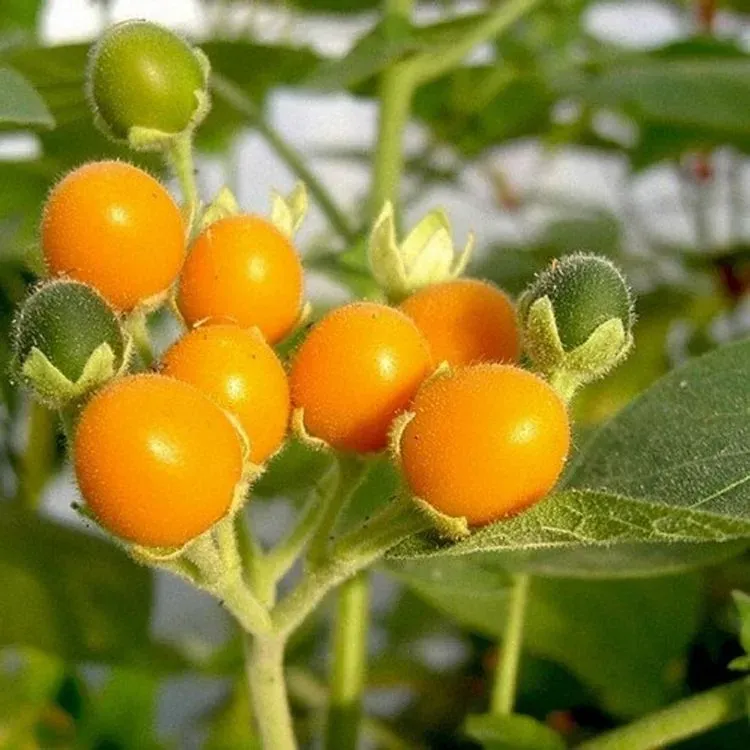 This is Solanum abutiloides. The common name for this is Dwarf Tamarillo. Whimsy and Wonder Seeds sells the freshest of heirloom seeds, vegetable seeds and rare garden seeds. Check this Dwarf Tamarillo (Solanum abutiloides) out along with all of our Heirloom vegetables and rare garden plant seeds here at Whimsy and Wonder Seeds. We ship these garden seeds from Canada to anywhere in the World.
