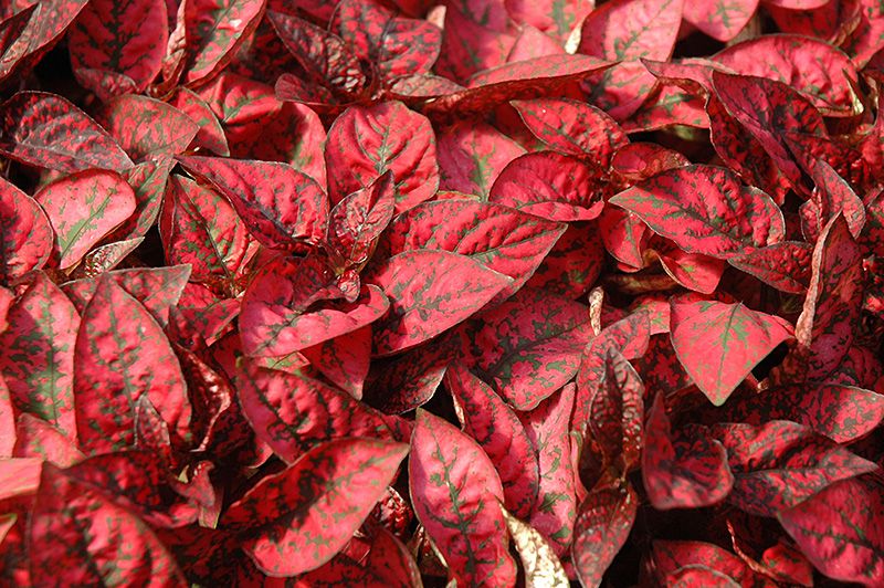 This is Hypoestes phyllostachya. The common name for this is Polka Dot Plant - Carmine. Whimsy and Wonder Seeds sells the freshest of rare seeds. Other Common names for this rare plant species are: Polka Dot Plant - Carmine, Carmine Pink Polka Dot Plant, Hypoestes Phyllostachya ‘Carmine’, Freckle Face Carmine, Speckled Carmine Plant, Blotched Carmine Plant, Red Spotted Plant, Carmine Splash Hypoestes, Painted Carmine Leaf. Check this Polka Dot Plant - Carmine (Hypoestes phyllostachya) out along with all of our other rare and exotics plant seeds here at Whimsy and Wonder Seeds. We ship these rare seeds from Canada to anywhere in the World.
