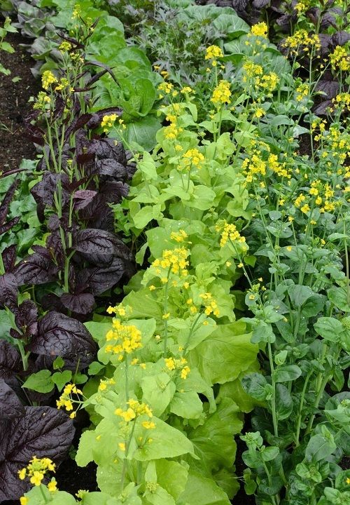 Yellow Sarson Mustard Greens / Indian Colza This is Brassica rapa var. trilocularis. The common name for this is Yellow Sarson Mustard Greens / Indian Colza. Whimsy and Wonder Seeds sells the freshest of heirloom seeds, vegetable seeds and rare garden seeds. Check this Yellow Sarson Mustard Greens / Indian Colza (Brassica rapa var. trilocularis) out along with all of our Heirloom vegetables and rare garden plant seeds here at Whimsy and Wonder Seeds. We ship these garden seeds from Canada to anywhere in the World.