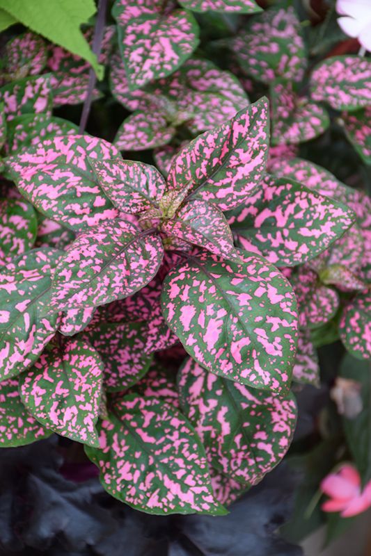 This is Hypoestes phyllostachya. The common name for this is Polka Dot Plant - Pink. Whimsy and Wonder Seeds sells the freshest of rare seeds. Other Common names for this rare plant species are: Polka Dot Plant - Carmine, Carmine Pink Polka Dot Plant, Hypoestes Phyllostachya ‘Carmine’, Freckle Face Carmine, Speckled Carmine Plant, Blotched Carmine Plant, Red Spotted Plant, Carmine Splash Hypoestes, Painted Carmine Leaf. Check this Polka Dot Plant - Pink (Hypoestes phyllostachya) out along with all of our other rare and exotics plant seeds here at Whimsy and Wonder Seeds. We ship these rare seeds from Canada to anywhere in the World.