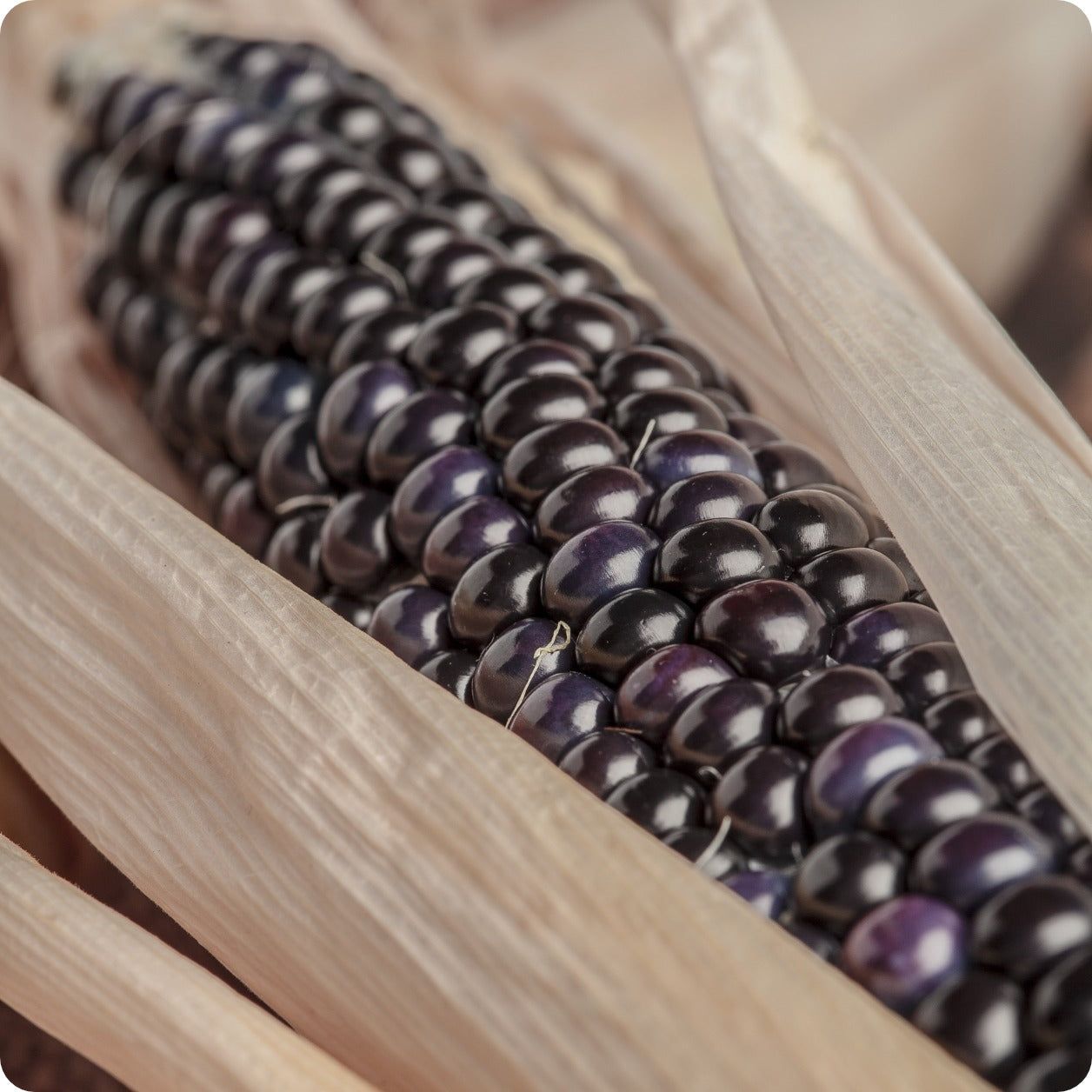 This is Zea mays. The common name for this is Dakota Black Corn. Whimsy and Wonder Seeds sells the freshest of heirloom seeds, vegetable seeds and rare garden seeds. Check this Dakota Black Corn (Zea mays) out along with all of our Heirloom vegetables and rare garden plant seeds here at Whimsy and Wonder Seeds. We ship these garden seeds from Canada to anywhere in the World.
