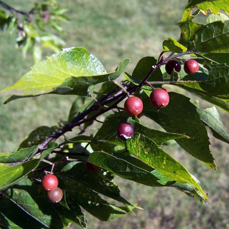 This is Celtis laevigata. The common name for this is Sugarberry. Whimsy and Wonder Seeds sells the freshest of rare fruit seeds. Other Common names for this exotic fruit species are: Sugarberry, Southern Hackberry, Honeyberry, Jujube Hackberry, Celtis Laevigata, Mississippi Hackberry, Sweetberry Tree, Sugar Hackberry, Lowland Hackberry. Check this Sugarberry (Celtis laevigata) out along with all of our other Rare and Exotic Fruit plant seeds here at Whimsy and Wonder Seeds. We ship these exotic fruit plants seeds from Canada to anywhere in the World.