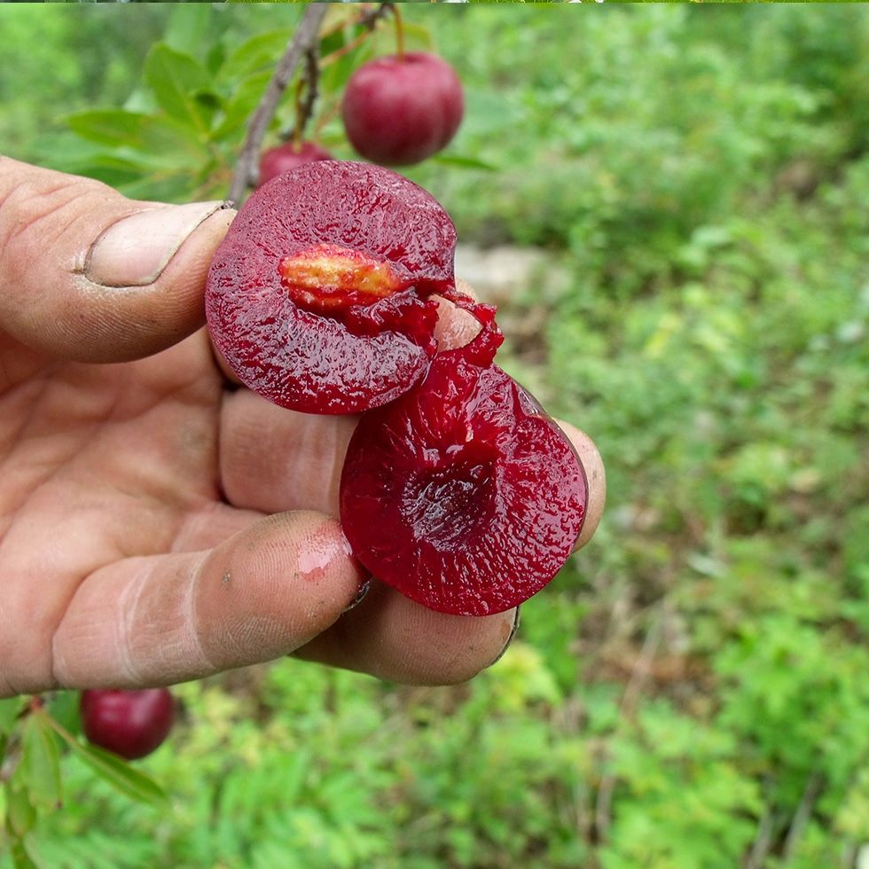 This is Prunus cerasifera. The common name for this is Plum Cherry. Whimsy and Wonder Seeds sells the freshest of rare fruit seeds. Other Common names for this exotic fruit species are: Plum, Jamaican Cherry, Panama Berry, Strawberry Tree, Muntingia Calabura, Cotton Candy Berry, Singapore Cherry, Mexican Muntingia, Fairy Cherry. Check this Plum Cherry (Prunus cerasifera) out along with all of our other Rare and Exotic Fruit plant seeds here at Whimsy and Wonder Seeds. We ship these exotic fruit plants seeds from Canada to anywhere in the World.