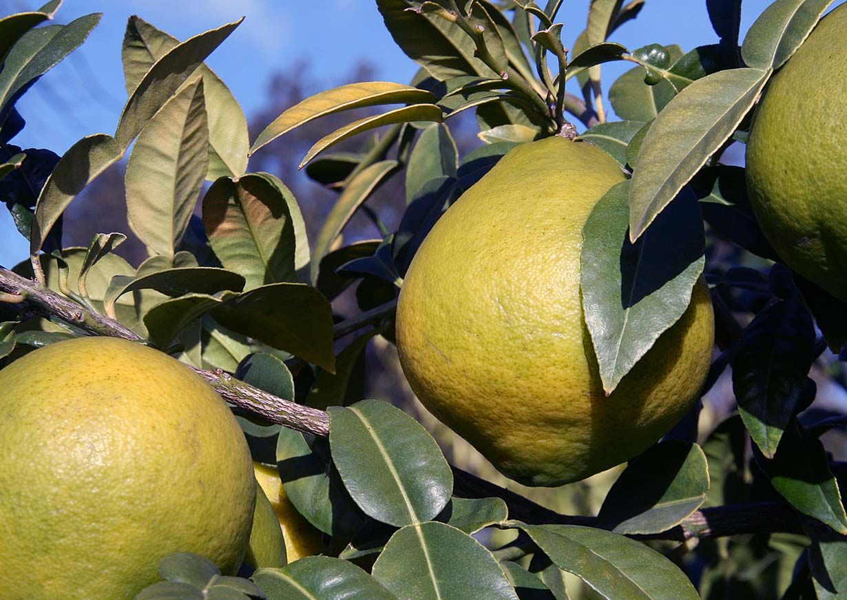 This is Citrus macroptera. The common name for this is Satkara Orange. Whimsy and Wonder Seeds sells the freshest of rare fruit seeds. Other Common names for this exotic fruit species are: Satkara , Shatkora, Wild Citrus, Bengali Lemon, Citrus Macroptera, Hill Orange, Khasi Papeda, Indian Wild Lemon, Sylhet Lime. Check this Satkara Orange (Citrus macroptera) out along with all of our other Rare and Exotic Fruit plant seeds here at Whimsy and Wonder Seeds. We ship these exotic fruit plants seeds from Canada to anywhere in the World.