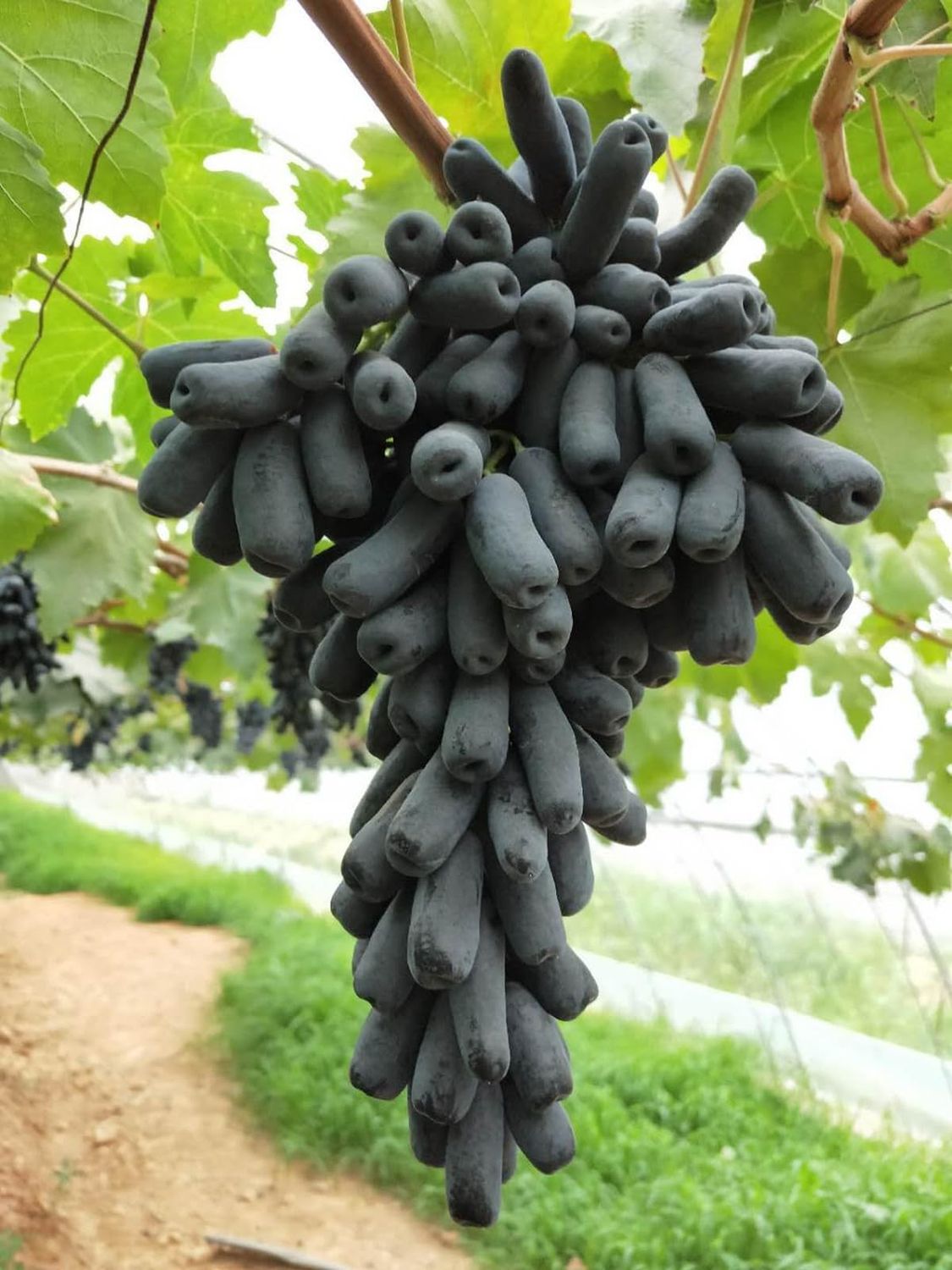 This is Vitis vinifera. The common name for this is Witch Finger Grape. Whimsy and Wonder Seeds sells the freshest of rare fruit seeds. Other Common names for this exotic fruit species are: Witch Finger Grape, Moon Drop Grape, Elongated Black Grape, Horror Grape, Blood Finger Grape, Spooky Grape, Sorcerer’s Grape, Shadow Grape, Ghoul Finger Grape. Check this Witch Finger Grape (Vitis vinifera) out along with all of our other Rare and Exotic Fruit plant seeds here at Whimsy and Wonder Seeds. We ship these exotic fruit plants seeds from Canada to anywhere in the World.

